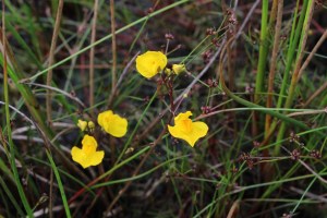 utricularia vulgaris (1200 x 800)1